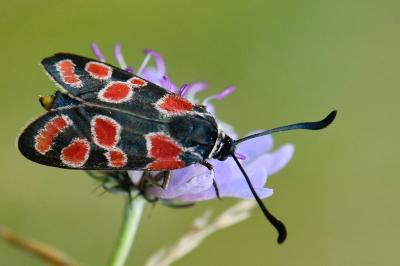 Zygène du Sainfoin 