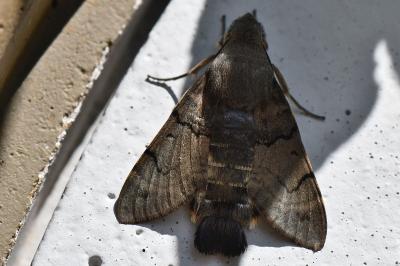 Moro-Sphinx 
