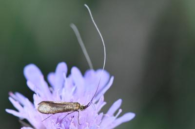<i>Nemophora metallica</i>
