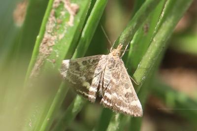 <i>Pyrausta despicata</i>