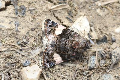 Noctuelle en deuil 