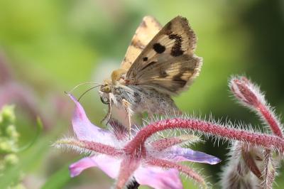 Noctuelle de la Cardère 