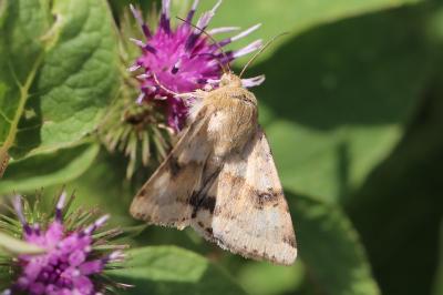 Noctuelle de la Cardère 