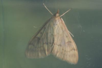 <i>Ostrinia nubilalis</i>
