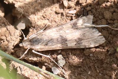 <i>Nomophila noctuella</i>