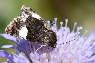 Noctuelle en deuil 