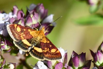 <i>Pyrausta aurata</i>