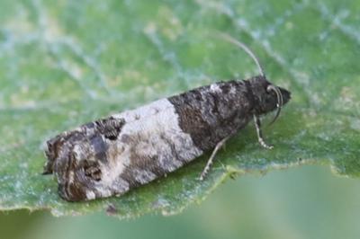 <i>Spilonota ocellana</i>