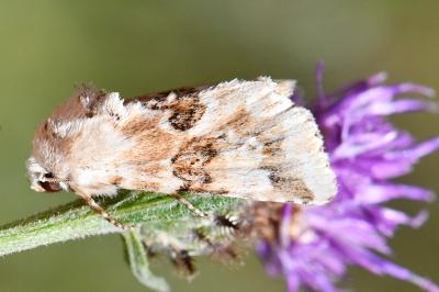 Noctuelle jaunâtre 