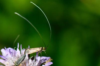 <i>Nemophora metallica</i>