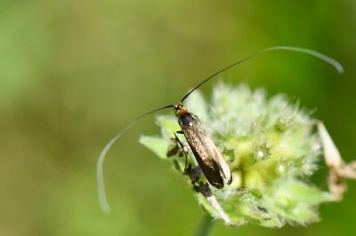 <i>Nemophora metallica</i>