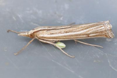 <i>Ancylolomia tentaculella</i>