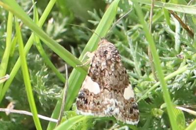 Noctuelle en deuil 