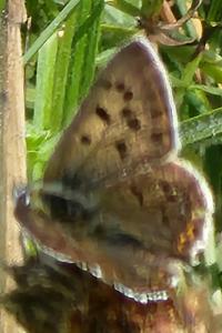Cuivré fuligineux 