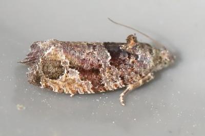<i>Eudemis profundana</i>