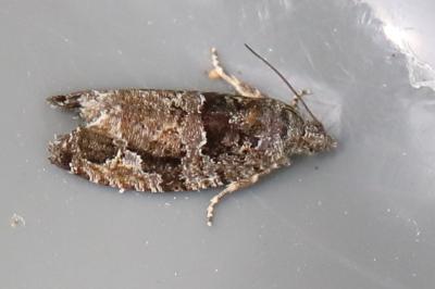 <i>Eudemis profundana</i>