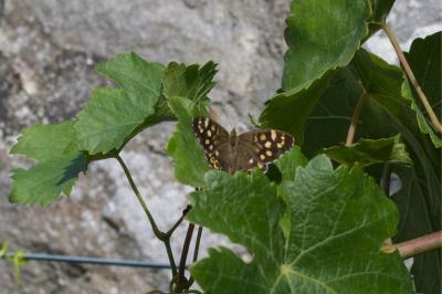 Tircis 