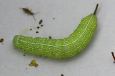 Cosmie pyraline 