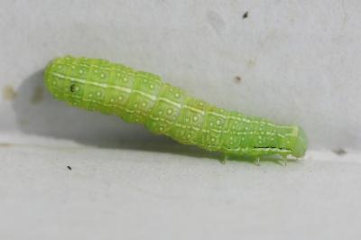 Cosmie pyraline 