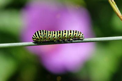 Machaon 