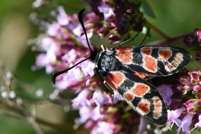 Zygène du Sainfoin 