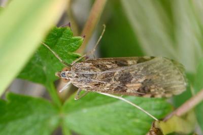 <i>Nomophila noctuella</i>