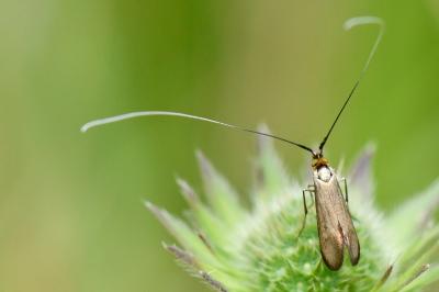 <i>Nemophora metallica</i>