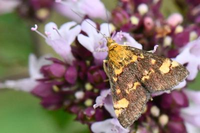 <i>Pyrausta aurata</i>