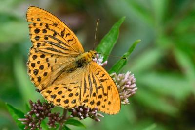 Argynnis paphia