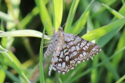 Chiasmia clathrata