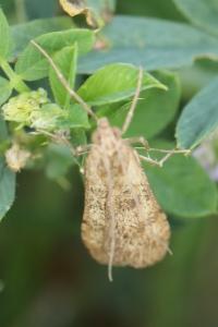<i>Nomophila noctuella</i>