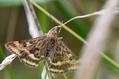 <i>Pyrausta despicata</i>