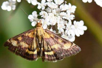 <i>Pyrausta purpuralis</i>