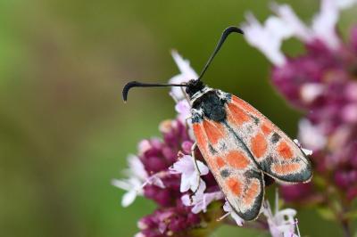 Zygène du Sainfoin 