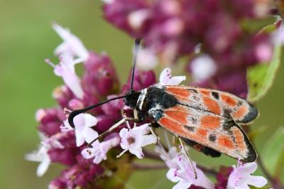 Zygène du Sainfoin 
