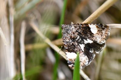 Noctuelle en deuil 