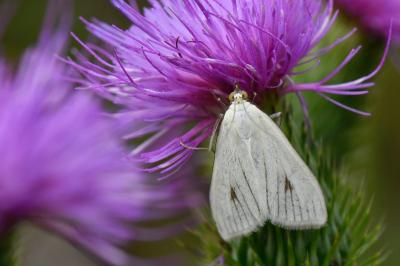 <i>Sitochroa palealis</i>