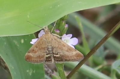 <i>Pyrausta despicata</i>