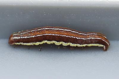 Noctuelle du Millepertuis 