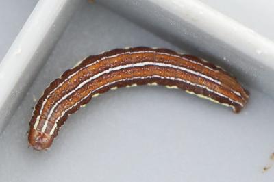 Noctuelle du Millepertuis 