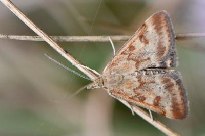 <i>Pyrausta despicata</i>