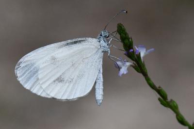 Leptidea sinapis