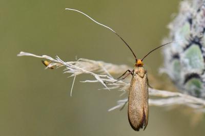<i>Nemophora metallica</i>