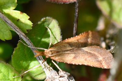 <i>Synaphe punctalis</i>
