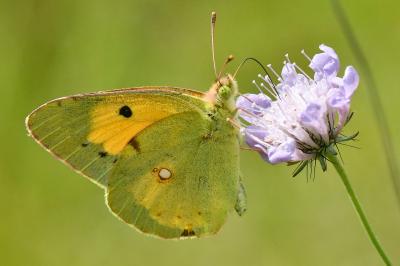 Colias crocea
