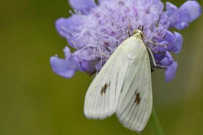 <i>Sitochroa palealis</i>