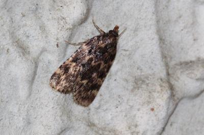 <i>Aglossa caprealis</i>