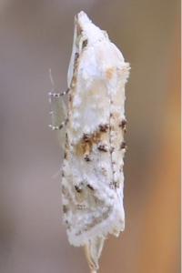 <i>Cochylimorpha straminea</i>