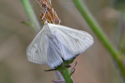 <i>Sitochroa palealis</i>