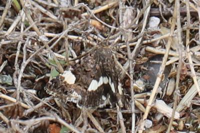 Noctuelle en deuil 
